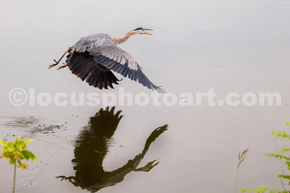 J24_Heron_on_Takeoff_0320.jpg