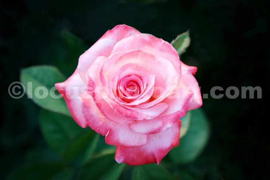 Pink_Rose1204.jpg