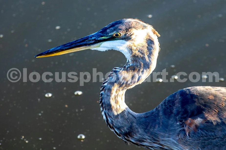 J24_Heron_Profile_9717.jpg
