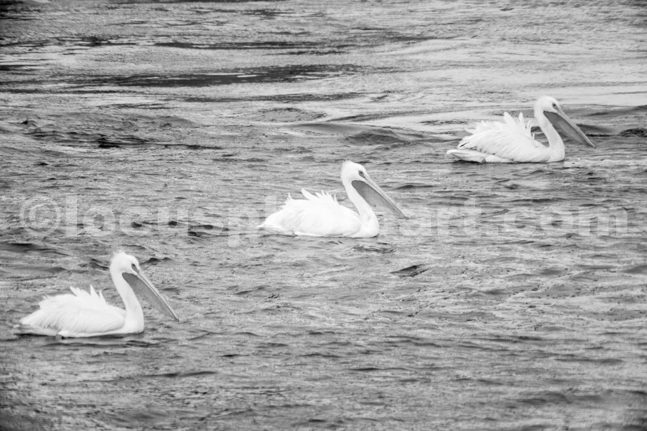 J21_Pelicans_in_a_Row_5610_BW.jpg