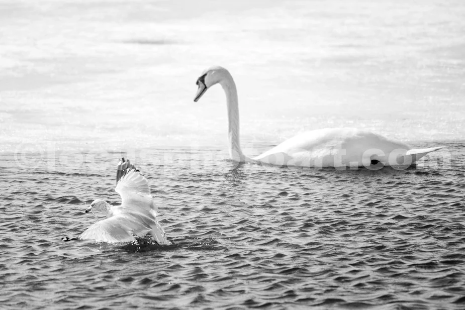J21_Watchful_Swan_Hungry_Gull_5813_BW.jpg