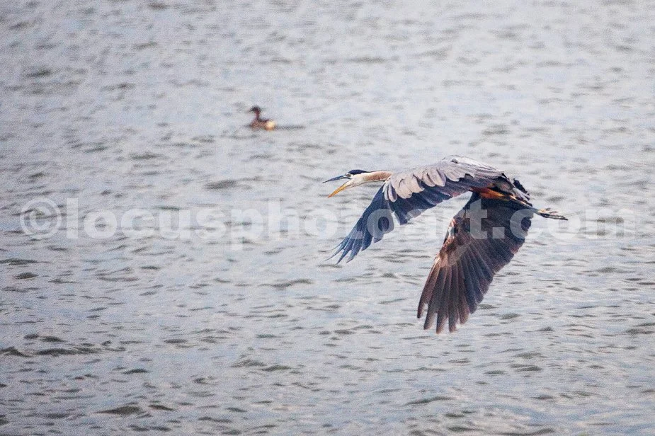 J24_Heron_Flies_by_Duck_7392.jpg