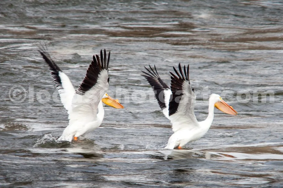 J21_Pelican_Ballet_5652.jpg