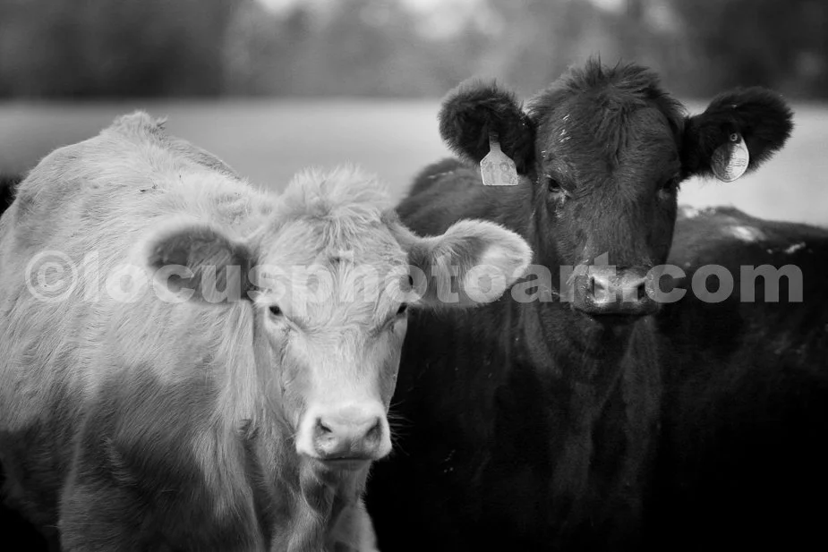 J14_Cows_3361_BW.jpg
