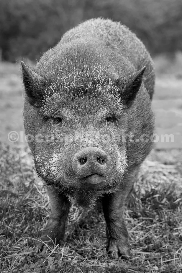 J21_Two-Faced_Piggy_0276_BW.jpg