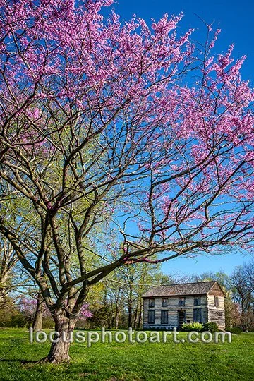 WEB J19 Springtime at the Old Homestead 8947.jpg