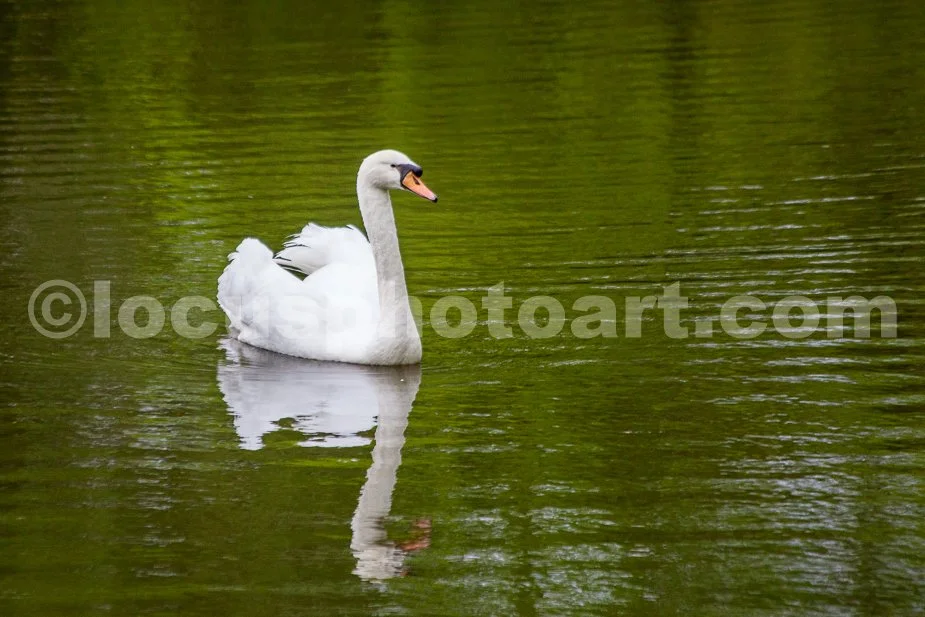 J19_Swan_on_a_Pond_0343.jpg
