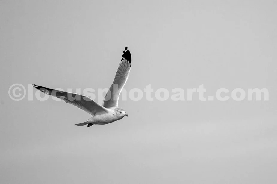 J21_Gull_at_Grafton_5940_BW.jpg