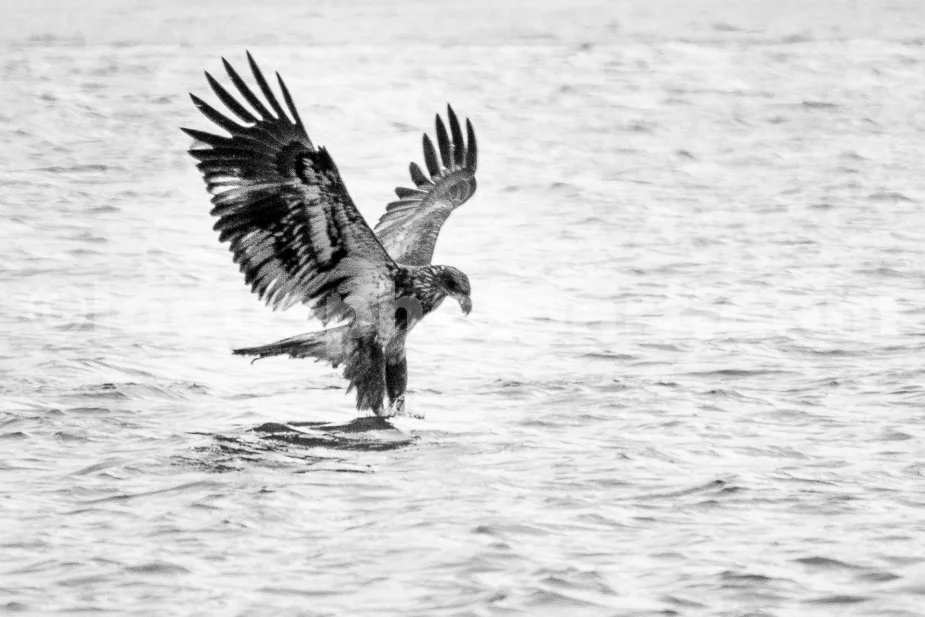 J21_Juvenile_Eagle_on_the_Hunt_4989_BW.jpg