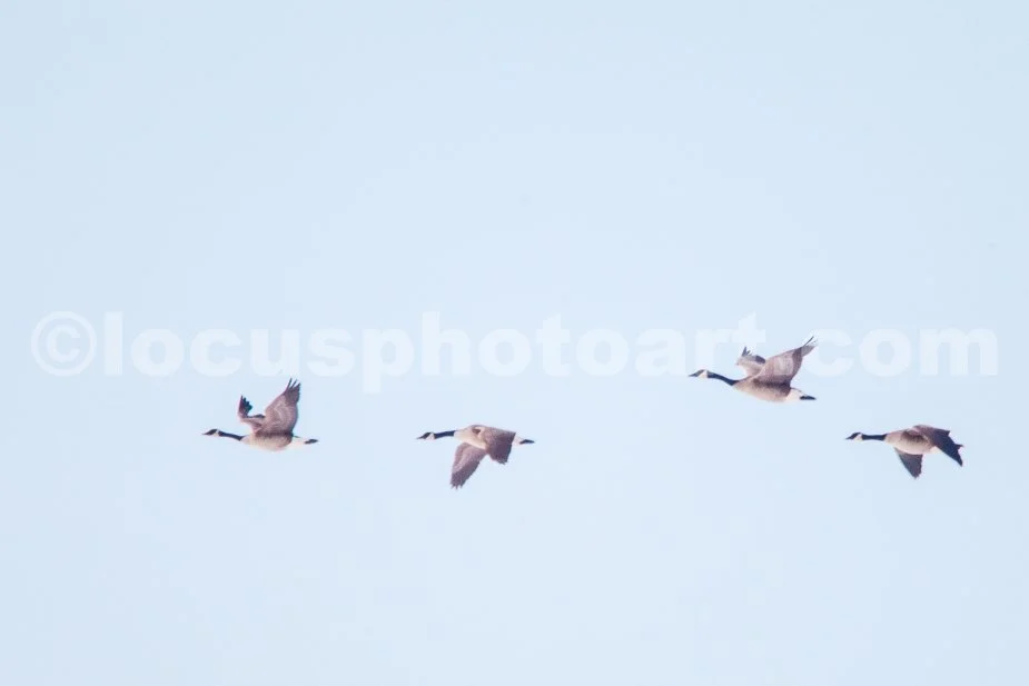 J21_Geese_in_Flight_5519.jpg
