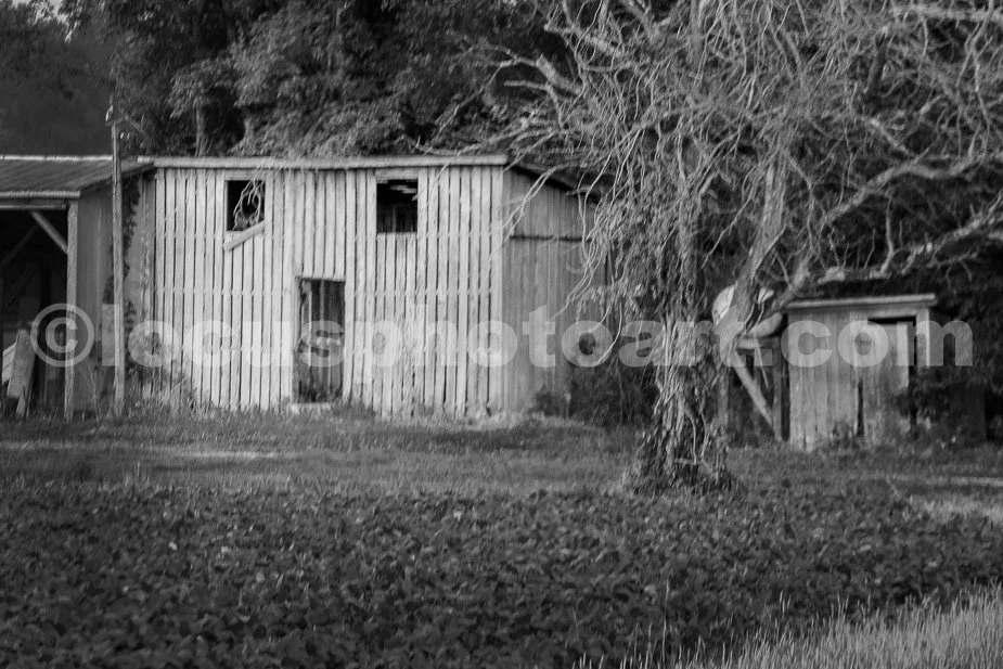 J24_Startled_Shed_0493_BW.jpg