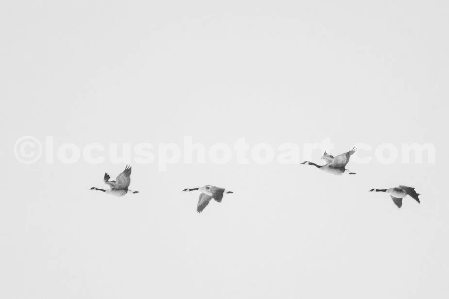 J21_Geese_in_Flight_5519_BW.jpg