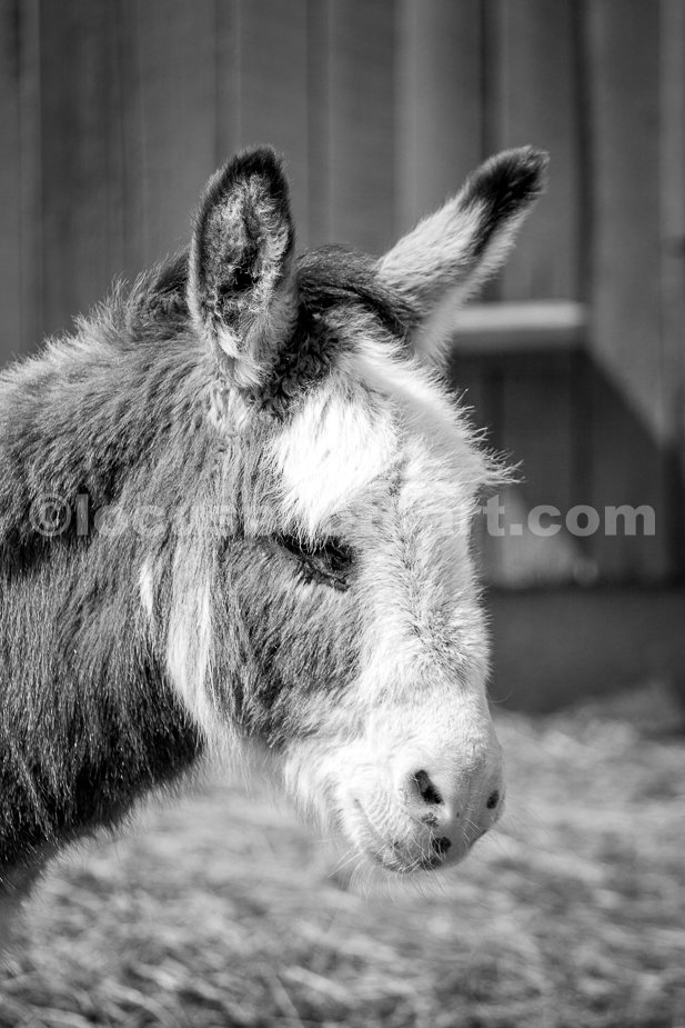 J21_Mighty_Mouse_the_Miniature_Donkey_6788_BW.jpg