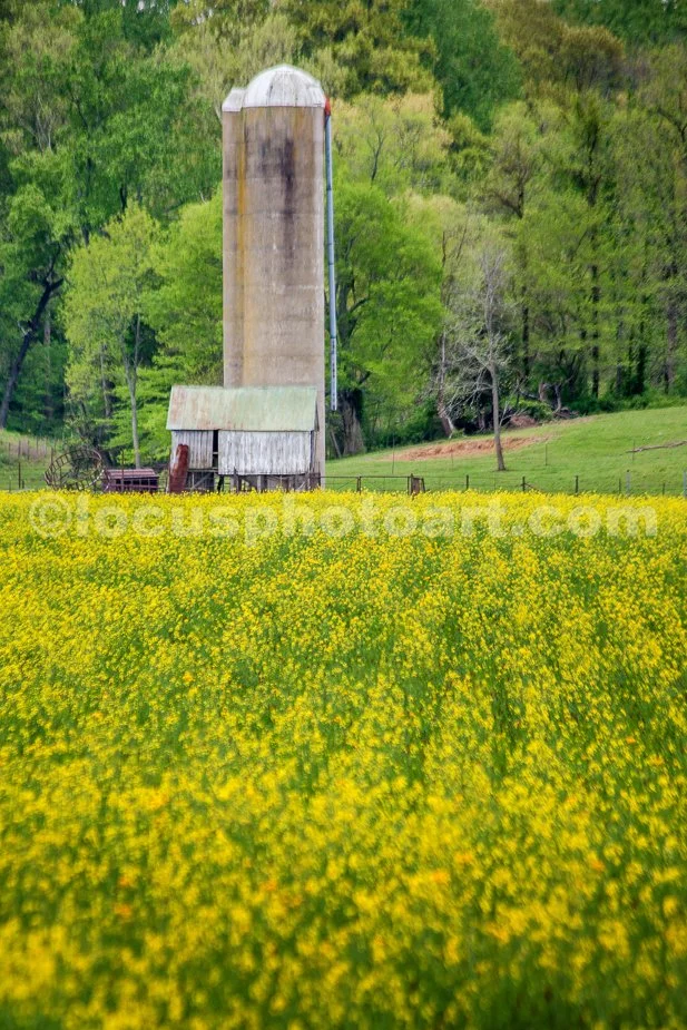 J19_Yellow_Fields_Forever_0424.jpg