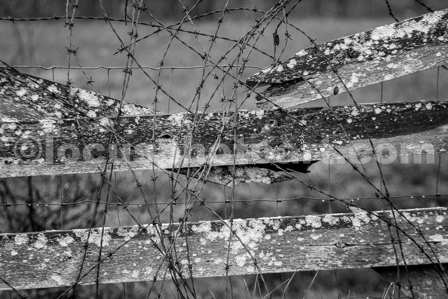 J21_Barbed_Wire_and_Fence_0116_BW.jpg