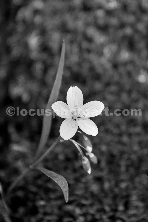 J21_Tiny_Spring_Wildflower_9889_BW.jpg