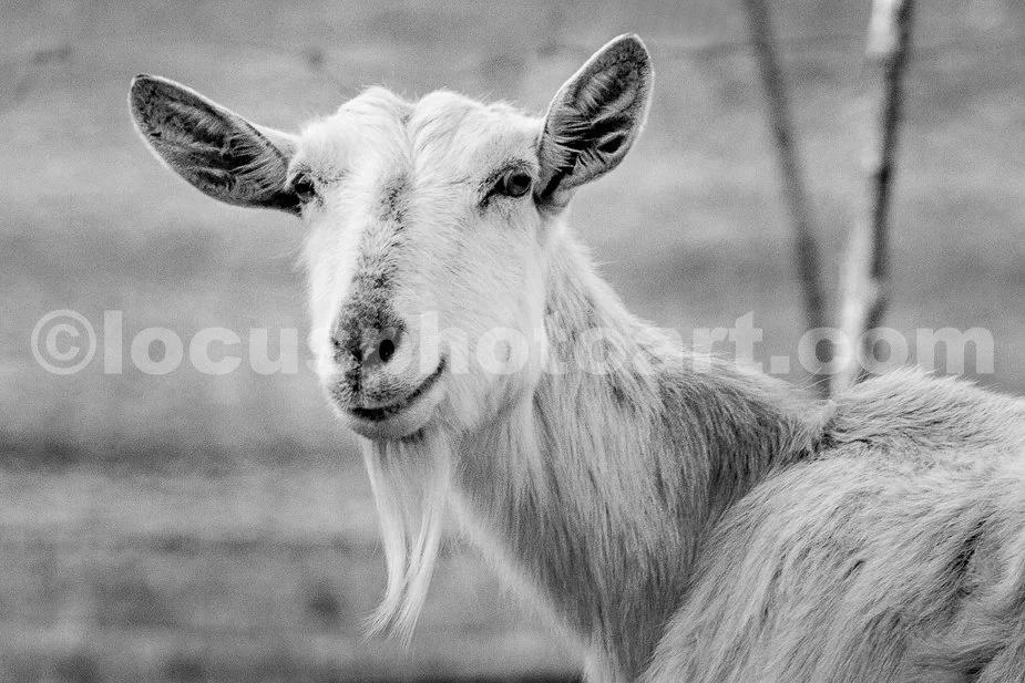 J23_Mama_Goat_Smiles_9143_BW.jpg