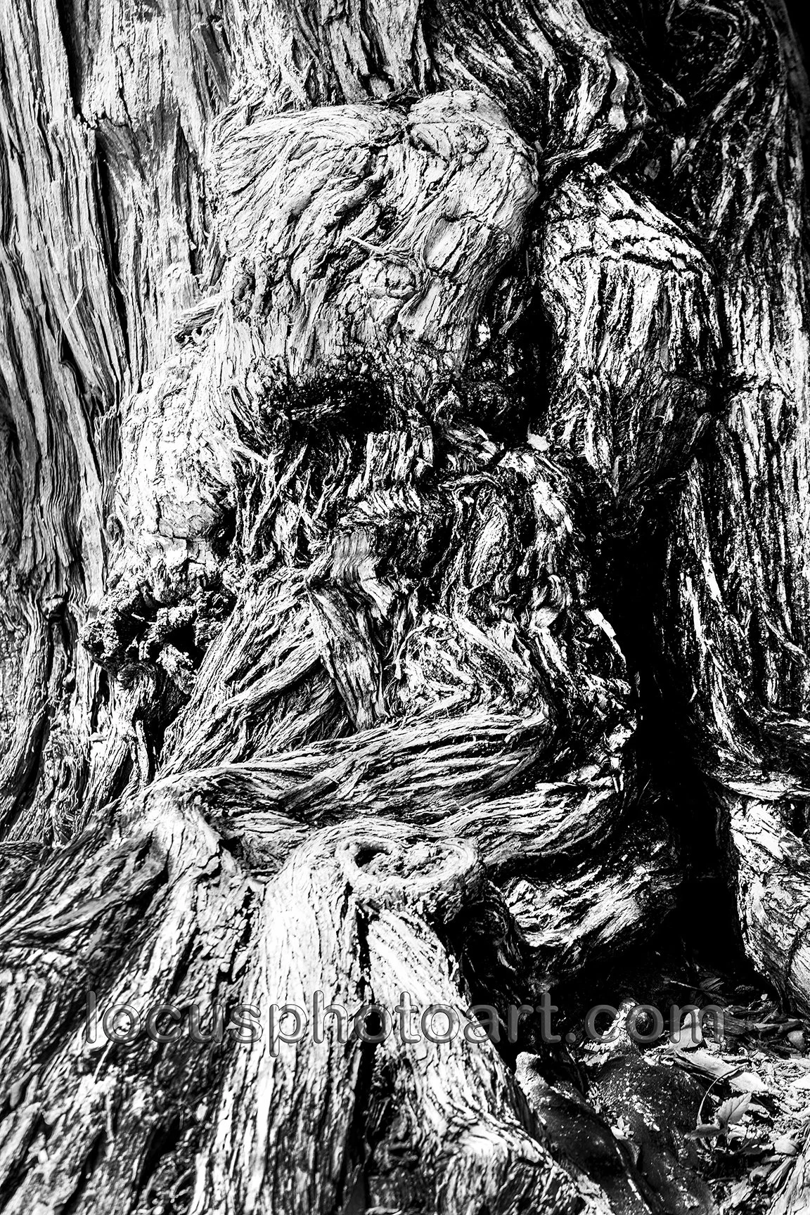 WEB J21 Gnarly Tree Trunk 0493 Hi-C BW.jpg