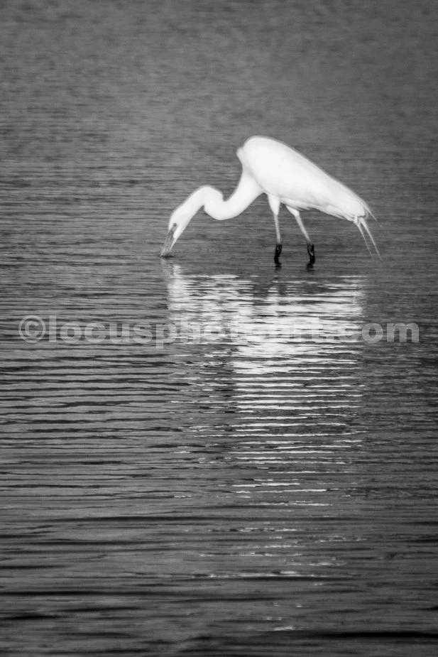 J21_Egret_on_the_Mississippi_Backwaters_0058_BW.jpg