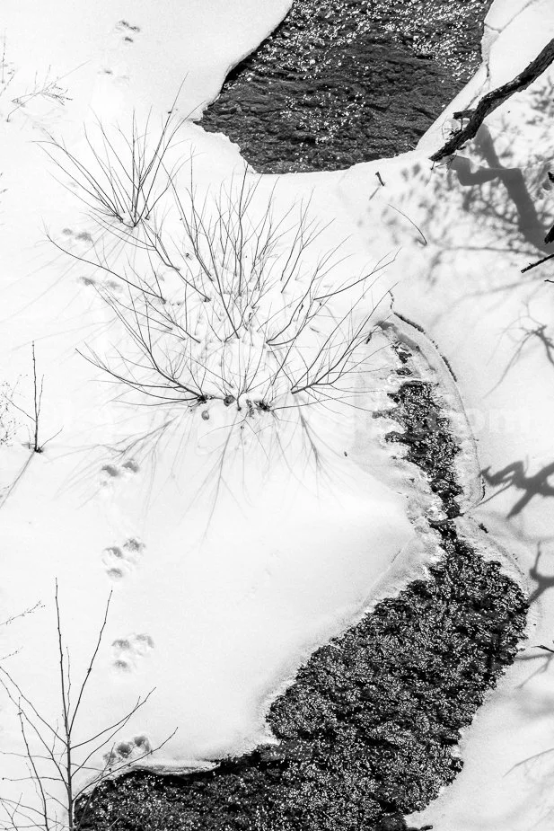 J21_Tracks_on_a_Frozen_Creek_5410_BW.jpg
