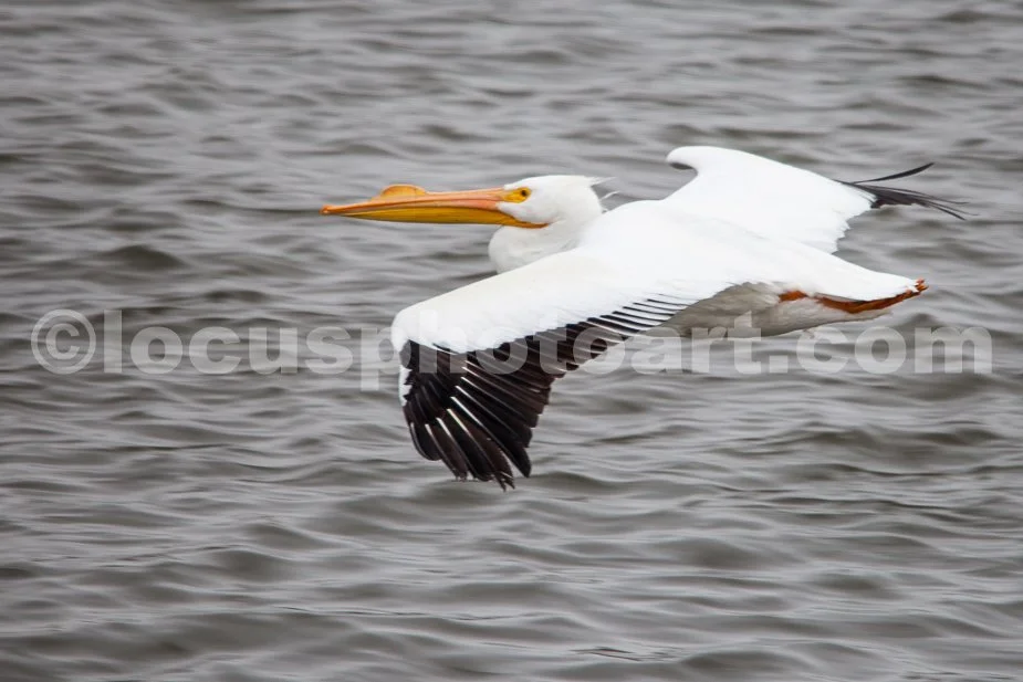 J21_Pelican_Skimming_Over_the_River_5070.jpg