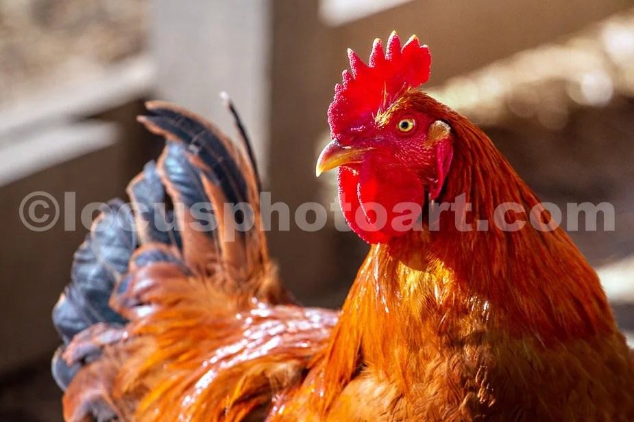 J23_Over_the_Shoulder_Poultry_8863.jpg