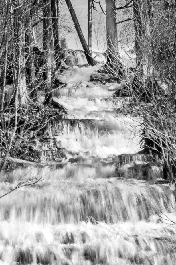 J21_Pine_Forest_Waterfall_9679_BW.jpg