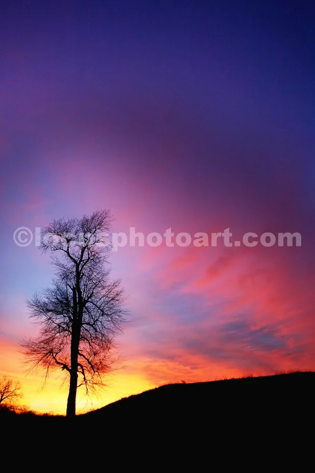 Sunset_Tree_0504.jpg