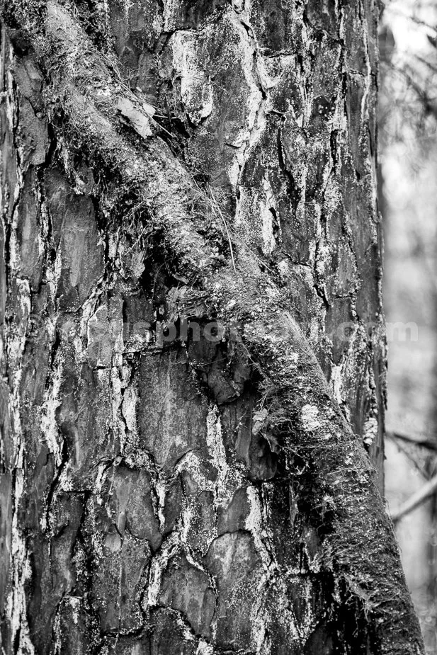 J21_Shawnee_Pine_and_Vine_4583_BW.jpg