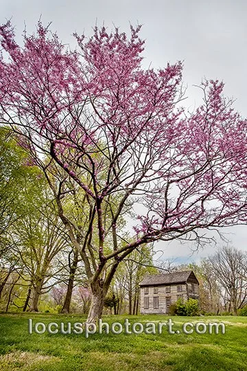 WEB J21 Redbud at the Kinsella Homestead 7194.jpg