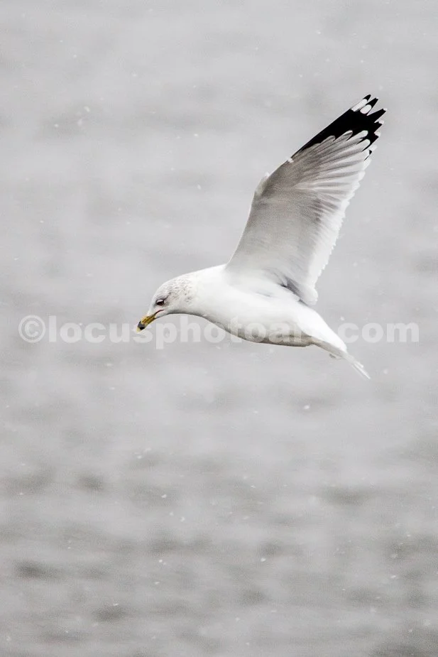 J21_Gull_in_the_Snow_4806.jpg