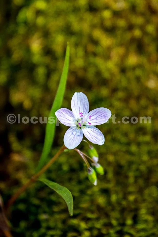 J21_Tiny_Spring_Wildflower_9889.jpg