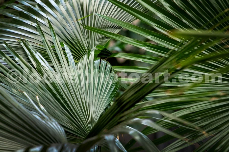 J23_Patterns_in_Greenery_5570.jpg