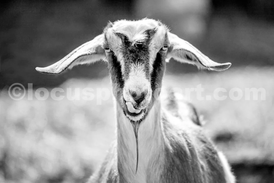 J21_Licking_Goat_5383_BW.jpg