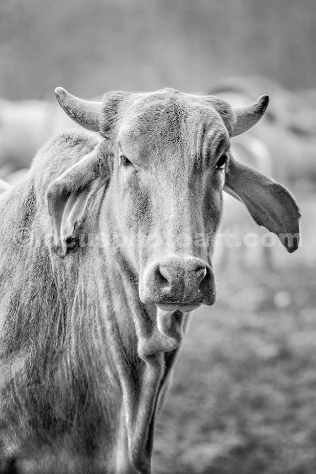J23_Brahman_Staredown_2193_BW.jpg