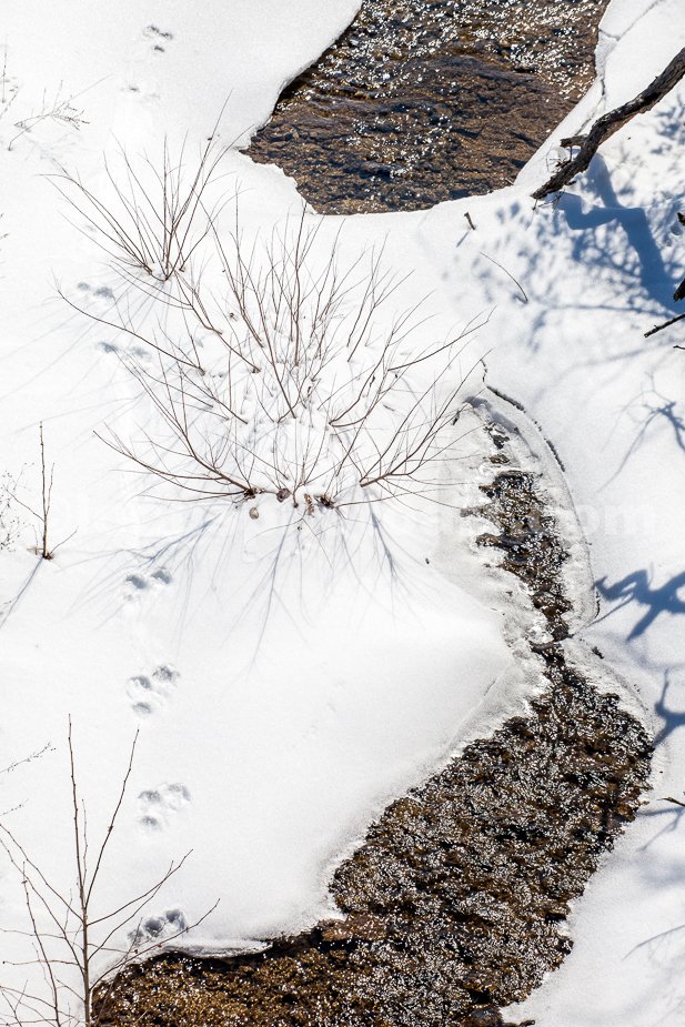 J21_Tracks_on_a_Frozen_Creek_5410.jpg