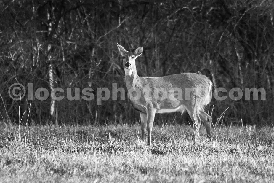 J21_Deer_at_Sunset_4942_BW.jpg