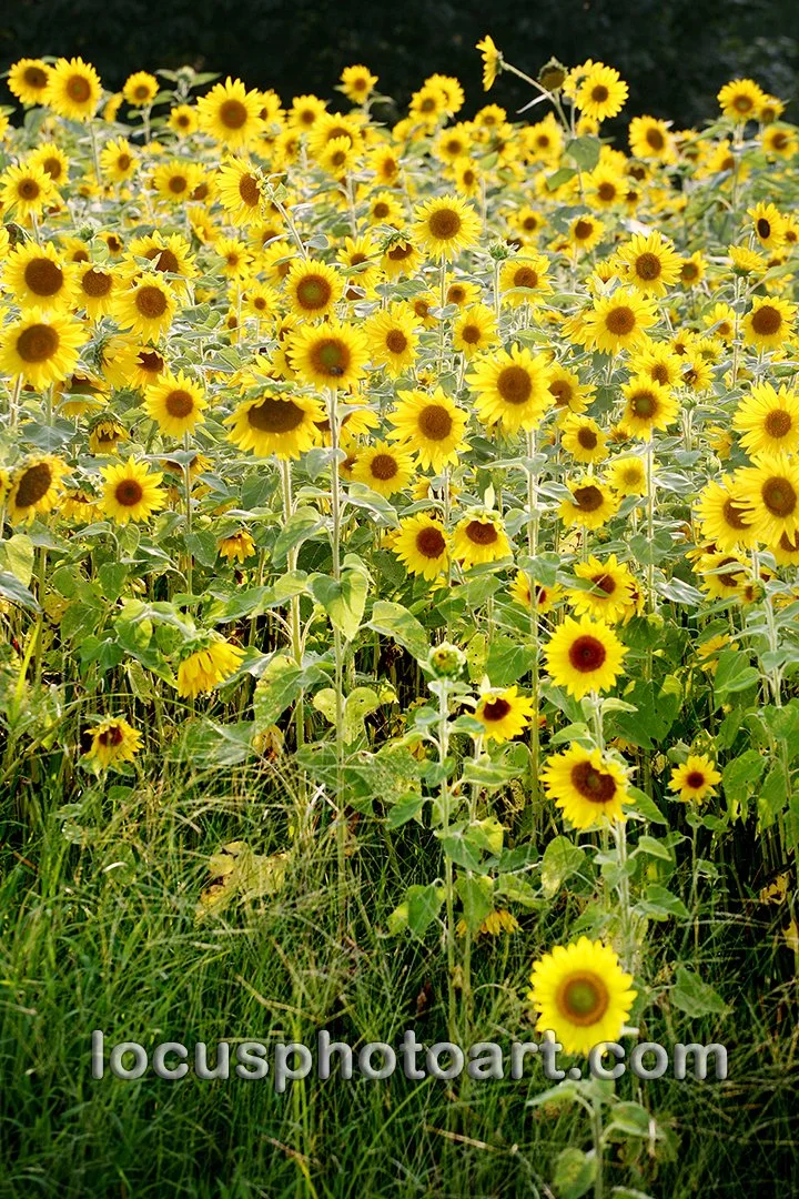 Sunflower Fields Forever 9866 FB.jpg