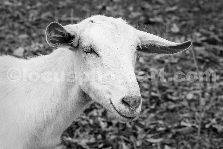 J21_Smiling_White_Goat_0322_BW.jpg