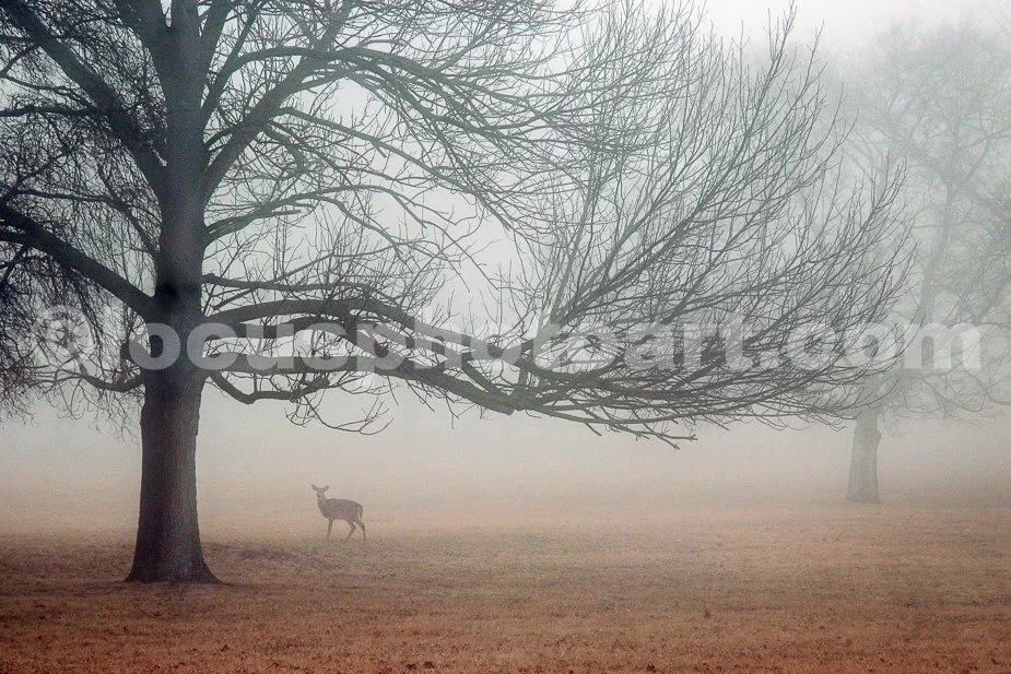 J15_Cahokia_Deer_in_Fog_9570.jpg