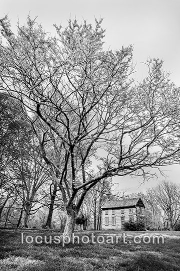 WEB J21 Redbud at the Kinsella Homestead 7194 BW.jpg