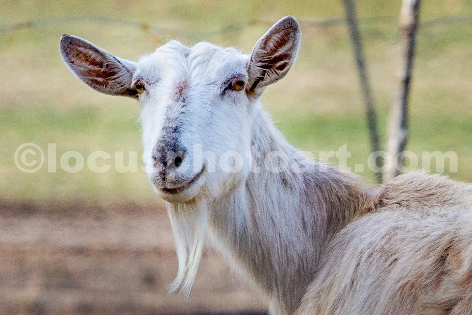 J23_Mama_Goat_Smiles_9143.jpg