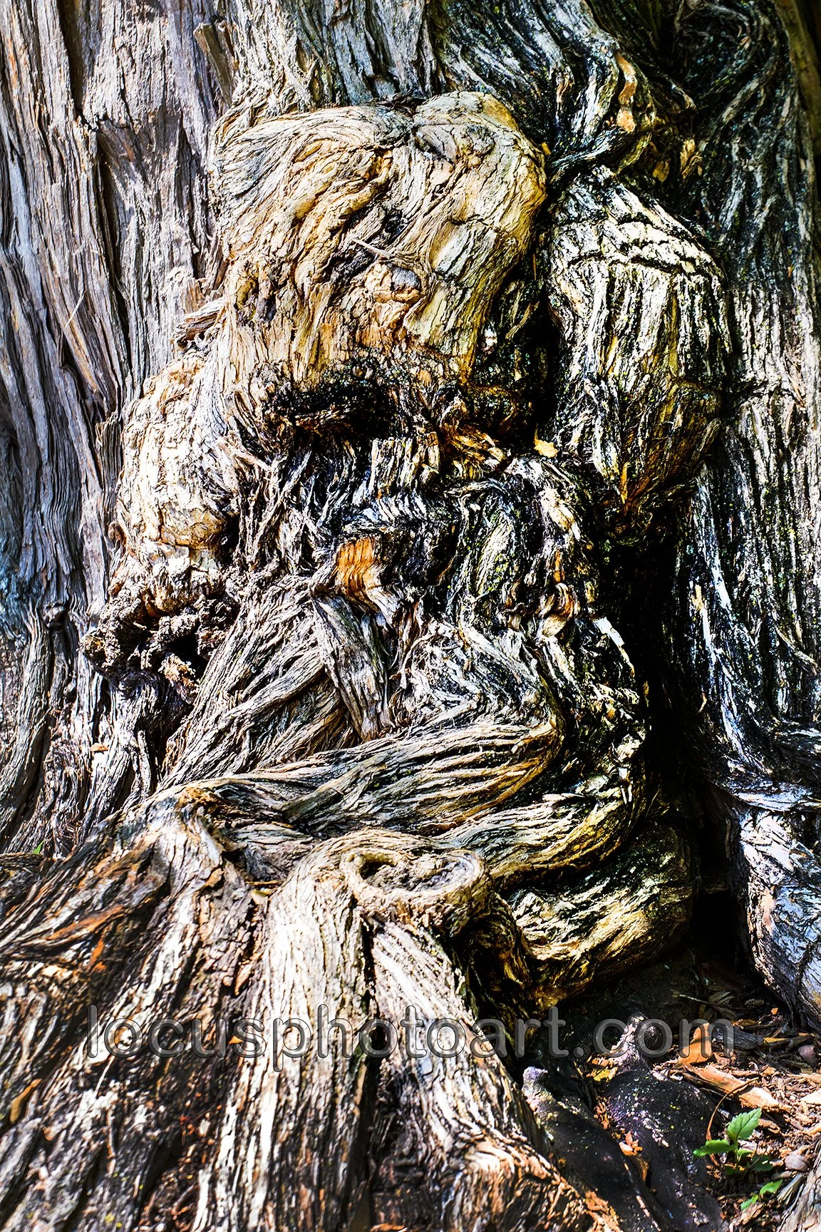 WEB J21 Gnarly Tree Trunk 0493.jpg