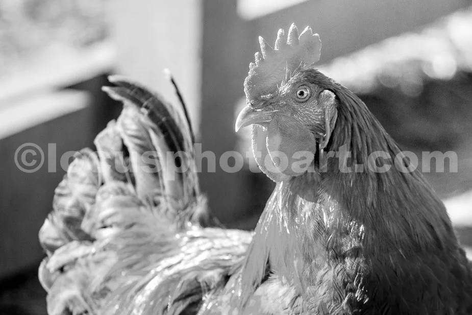 J23_Over_the_Shoulder_Poultry_8863_BW.jpg
