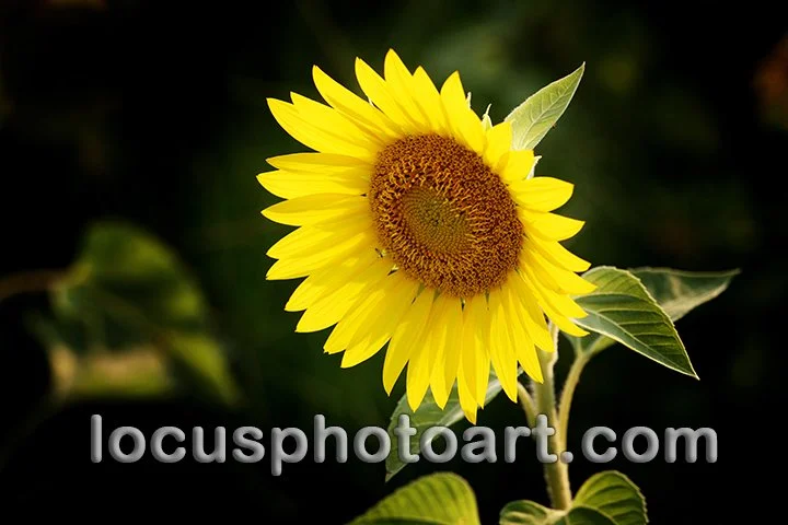 Sunflower at Sunset 9890 FB.jpg