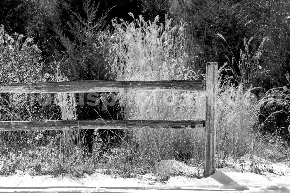 J21_Fence_and_Grasses_5457_BW.jpg