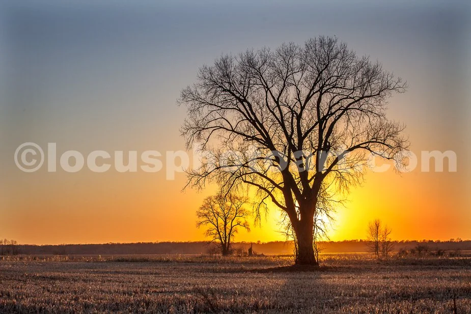 J21_Tree_Trio_at_Sunset_4924.jpg