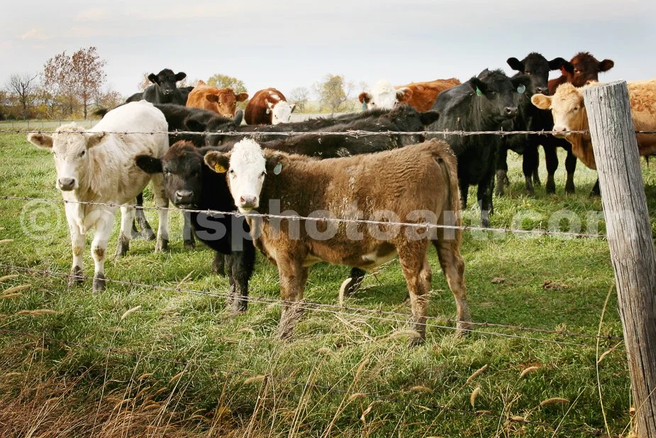 J14_Cows_7557_cc.jpg