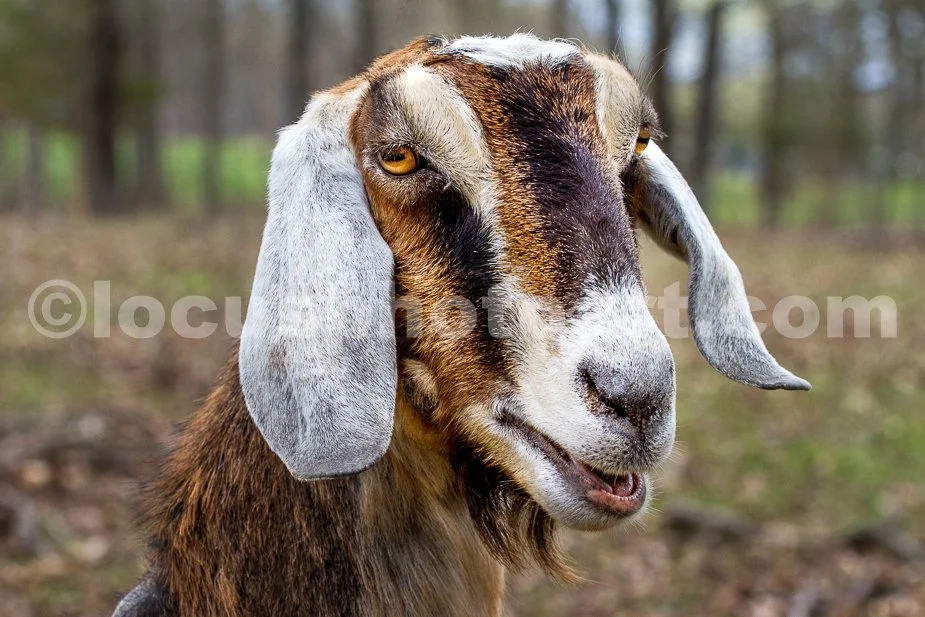 J21_Happy_Goat_Face_0365.jpg
