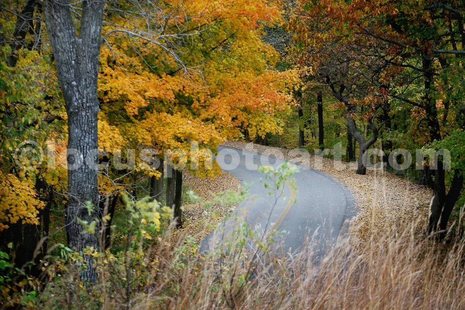 Autumn_Leaves_3389_cc.jpg